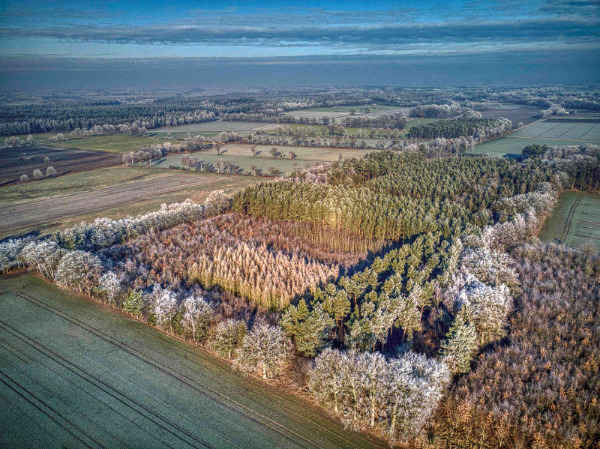 Luftaufnahme vom Patenwald